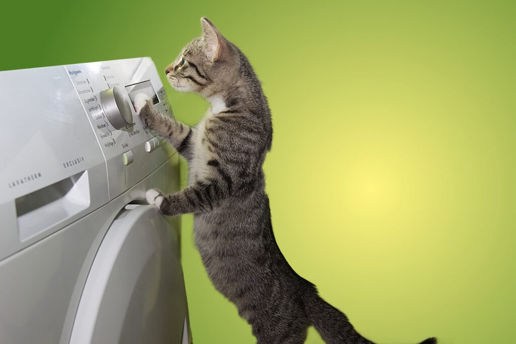 washer-dryer-with-cat